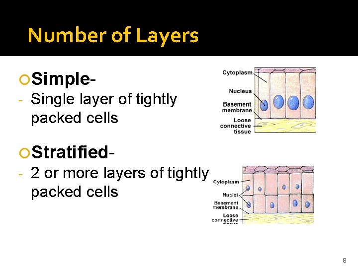 Number of Layers Simple- Single layer of tightly packed cells Stratified- 2 or more