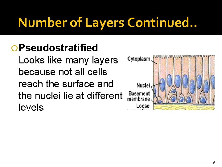 Number of Layers Continued. . Pseudostratified Looks like many layers because not all cells