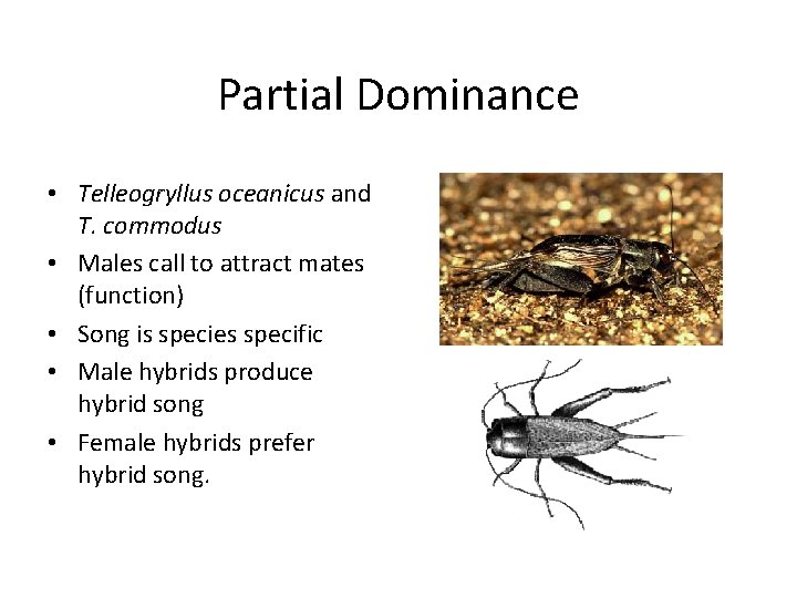 Partial Dominance • Telleogryllus oceanicus and T. commodus • Males call to attract mates