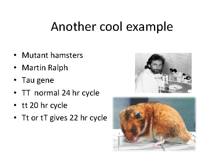 Another cool example • • • Mutant hamsters Martin Ralph Tau gene TT normal