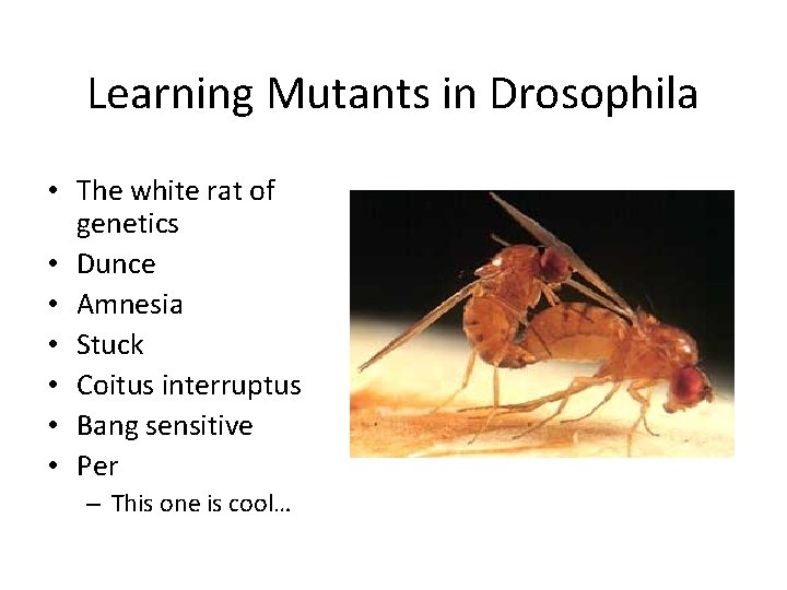 Learning Mutants in Drosophila • The white rat of genetics • Dunce • Amnesia
