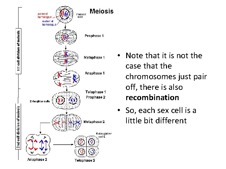  • Note that it is not the case that the chromosomes just pair