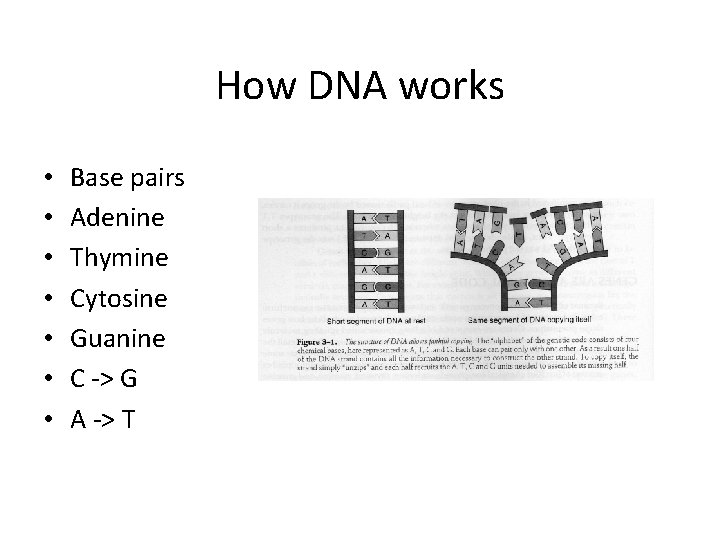 How DNA works • • Base pairs Adenine Thymine Cytosine Guanine C -> G