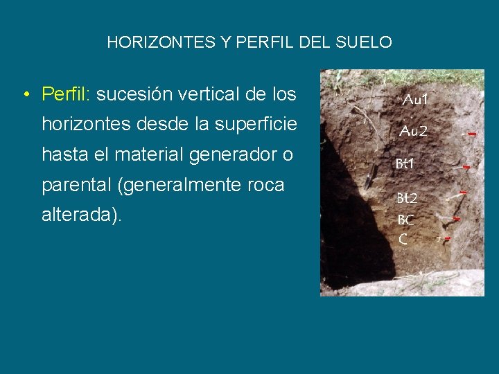 HORIZONTES Y PERFIL DEL SUELO • Perfil: sucesión vertical de los horizontes desde la