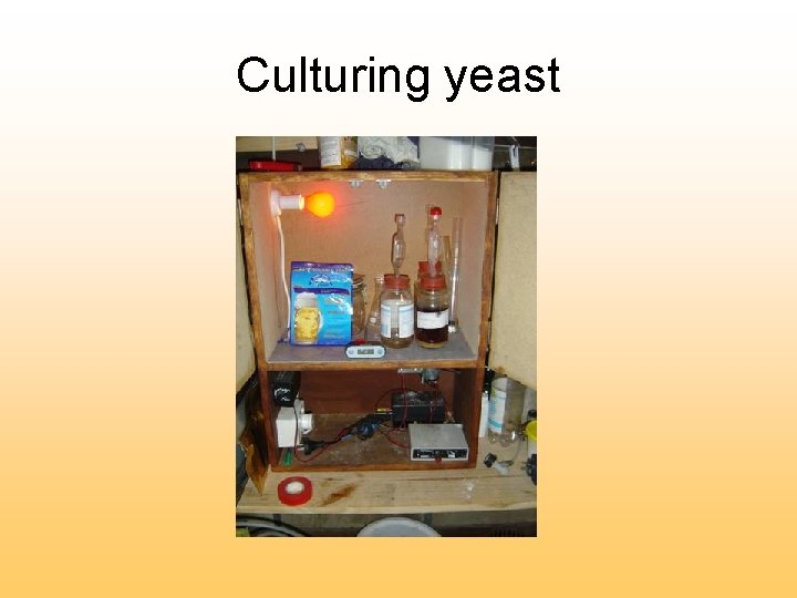 Culturing yeast 