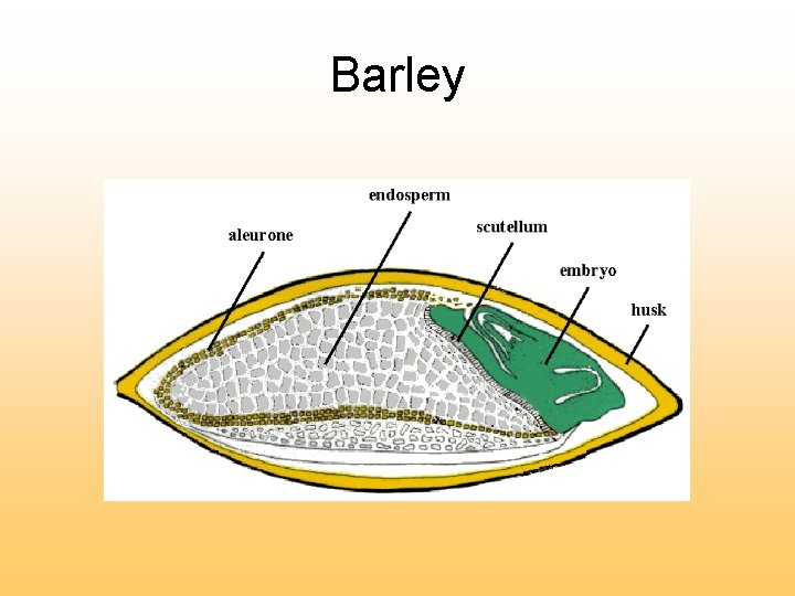 Barley 