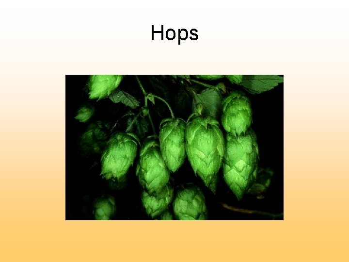 Hops 