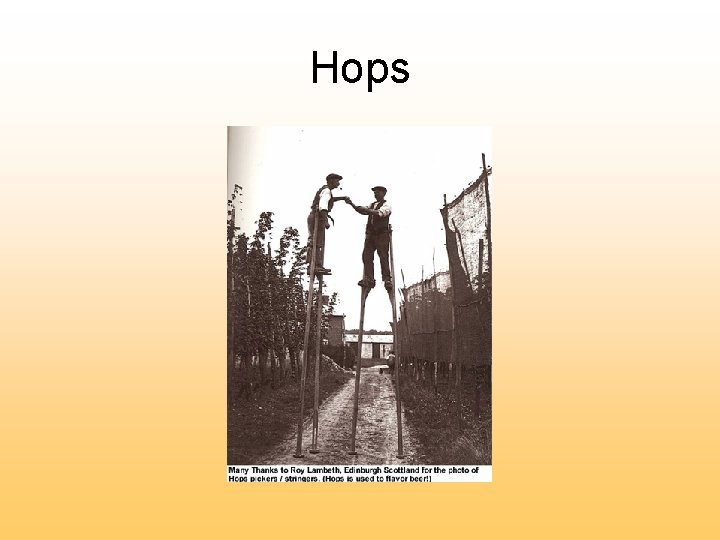 Hops 