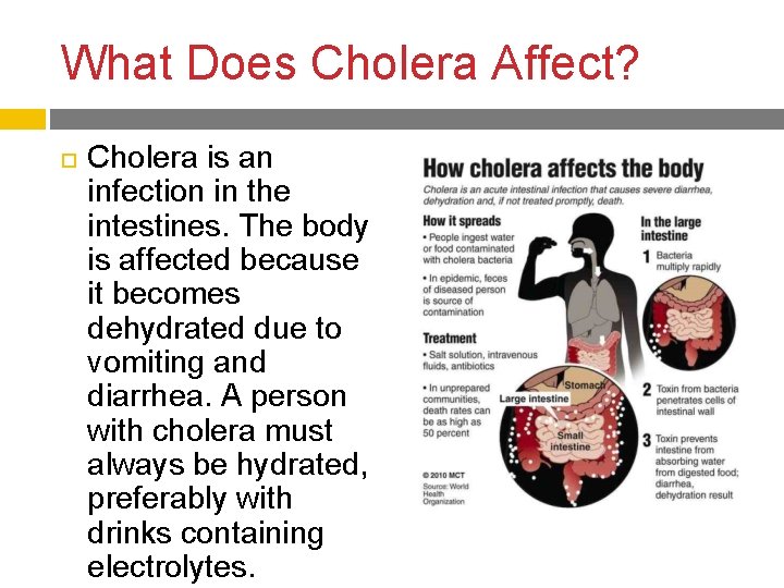 What Does Cholera Affect? Cholera is an infection in the intestines. The body is