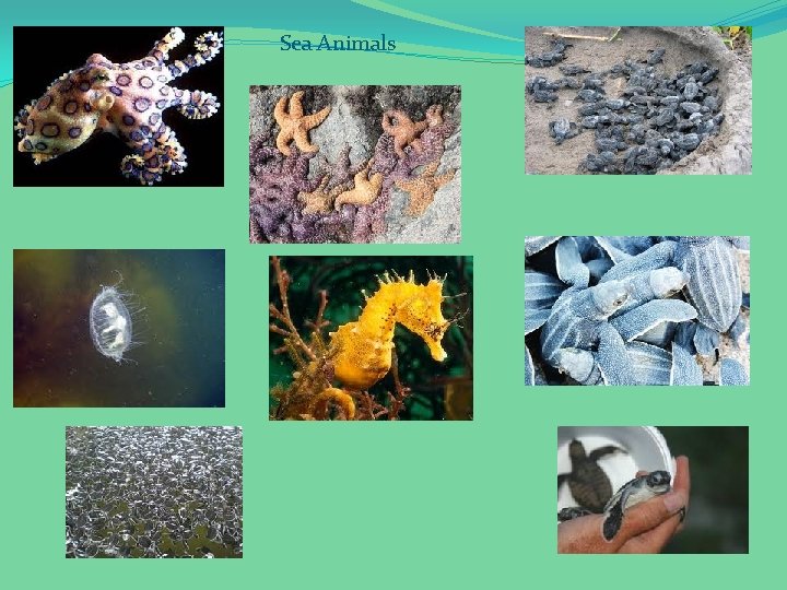 Sea Animals 