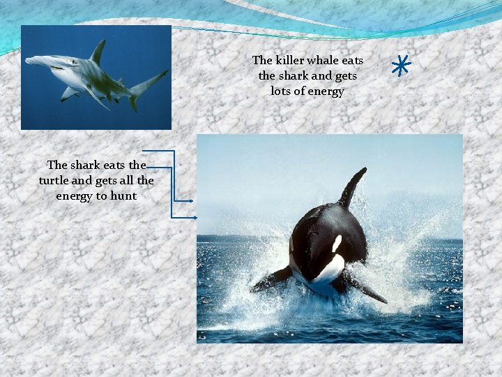 The killer whale eats the shark and gets lots of energy The shark eats