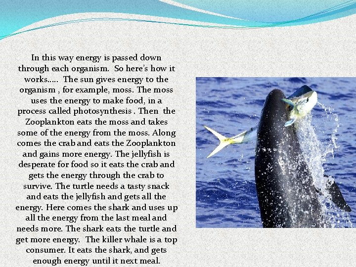 In this way energy is passed down through each organism. So here’s how it