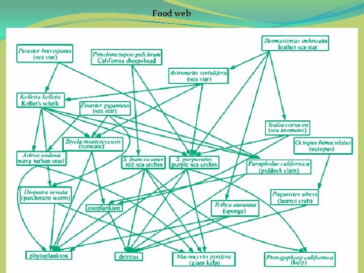 Food web . 