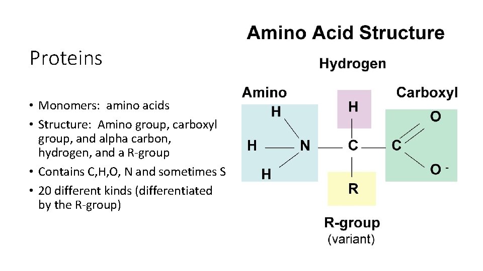 Proteins • Monomers: amino acids • Structure: Amino group, carboxyl group, and alpha carbon,