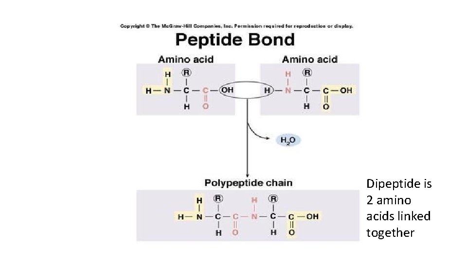 Dipeptide is 2 amino acids linked together 