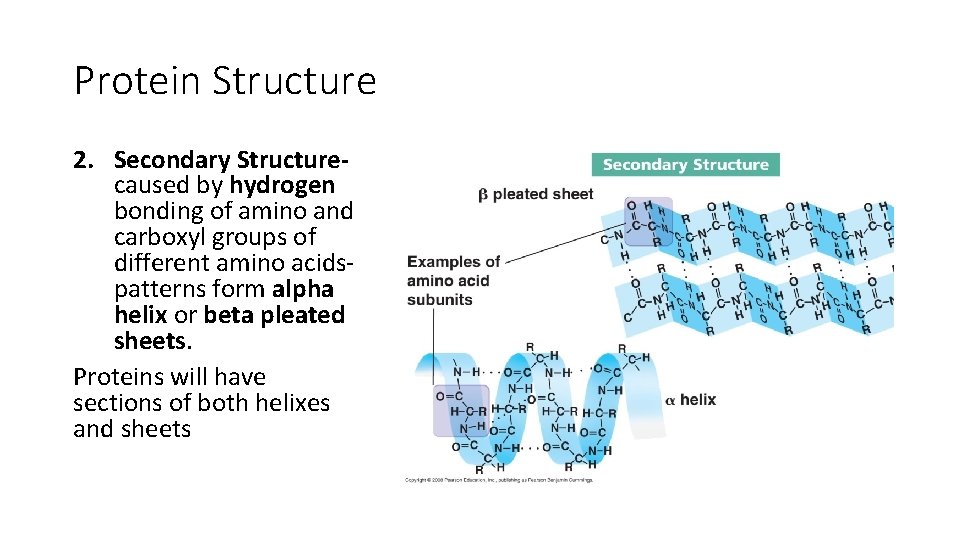 Protein Structure 2. Secondary Structurecaused by hydrogen bonding of amino and carboxyl groups of