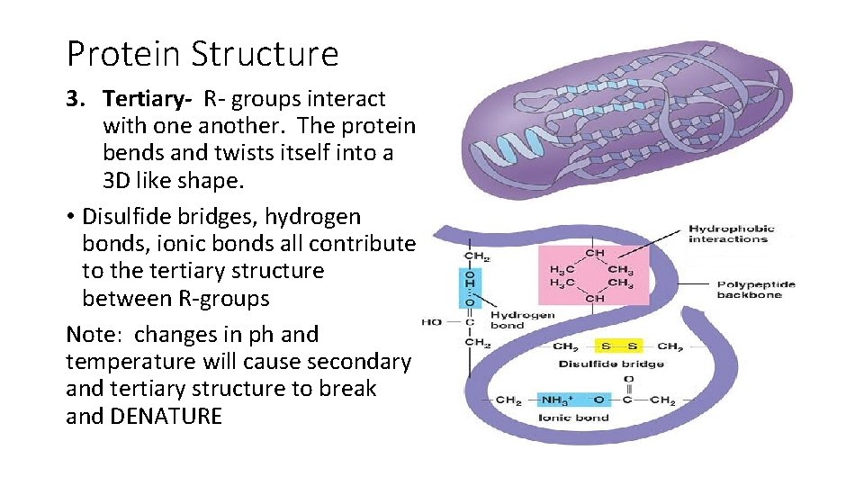 Protein Structure 3. Tertiary- R- groups interact with one another. The protein bends and