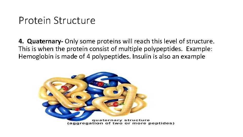 Protein Structure 4. Quaternary- Only some proteins will reach this level of structure. This