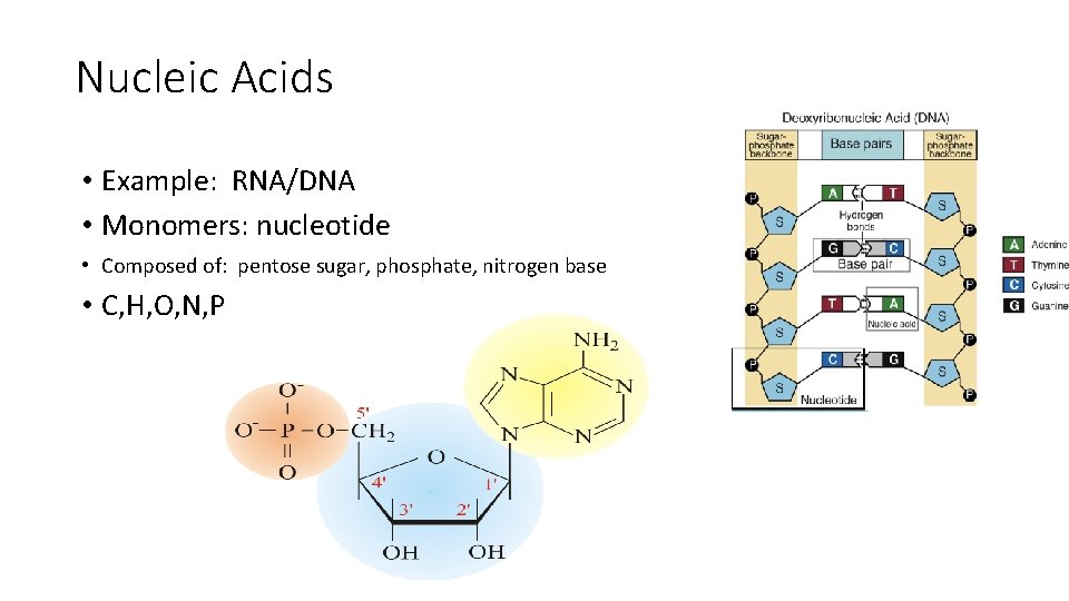 Nucleic Acids • Example: RNA/DNA • Monomers: nucleotide • Composed of: pentose sugar, phosphate,