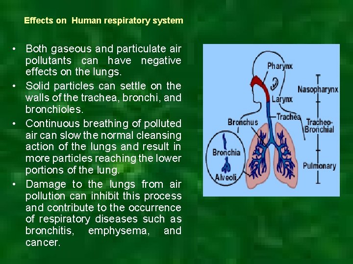 Effects on Human respiratory system • Both gaseous and particulate air pollutants can have