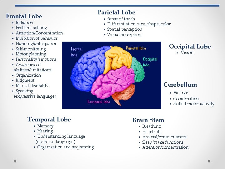 Frontal Lobe • Initiation • Problem solving • Attention/Concentration • Inhibition of behavior •