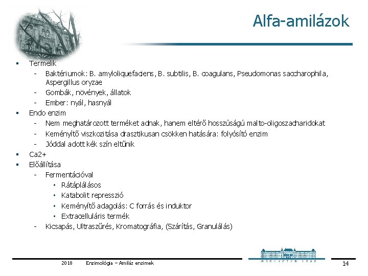 Alfa amilázok § § Termelik Baktériumok: B. amyloliquefaciens, B. subtilis, B. coagulans, Pseudomonas saccharophila,