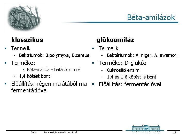 Béta amilázok klasszikus glükoamiláz § Termelik: Baktriumok: B. polymyxa, B. cereus § Terméke: Baktériumok: