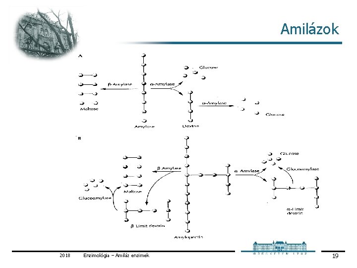 Amilázok 2018 Enzimológia – Amiláz enzimek 19 