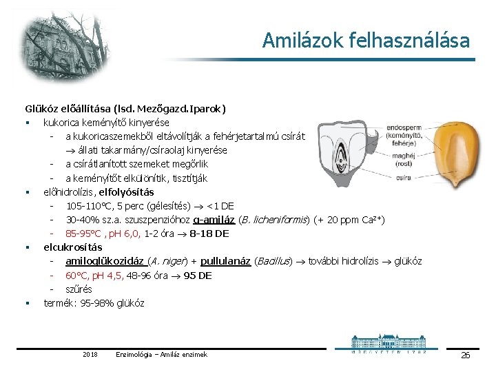 Amilázok felhasználása Glükóz előállítása (lsd. Mezőgazd. Iparok) § kukorica keményítő kinyerése a kukoricaszemekből eltávolítják