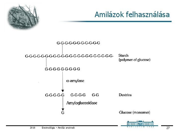 Amilázok felhasználása 2018 Enzimológia – Amiláz enzimek 27 