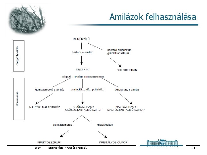 Amilázok felhasználása 2018 Enzimológia – Amiláz enzimek 30 