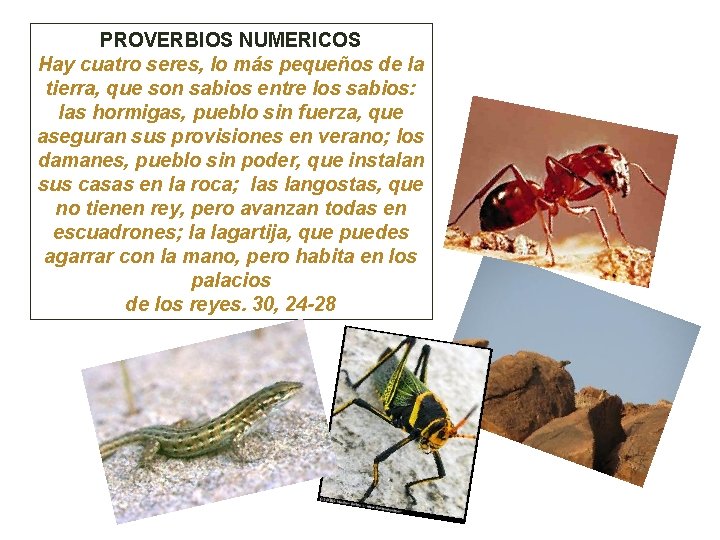 PROVERBIOS NUMERICOS Hay cuatro seres, lo más pequeños de la tierra, que son sabios