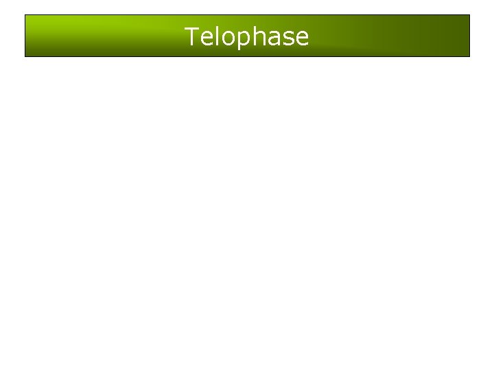 Telophase 