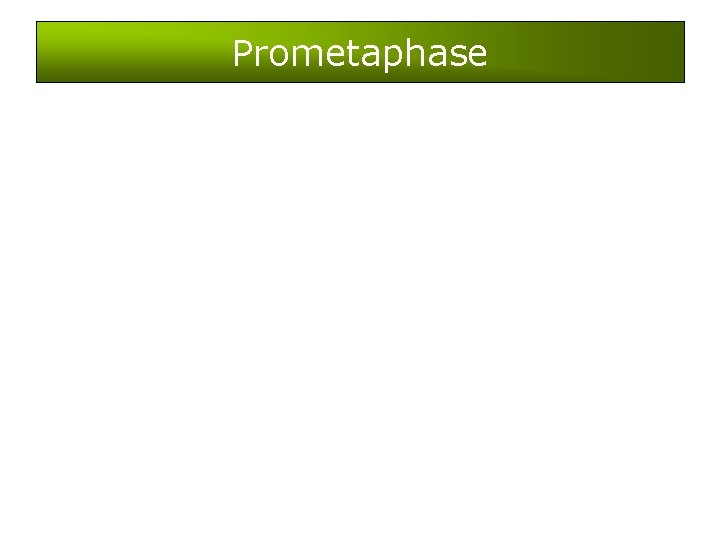 Prometaphase 