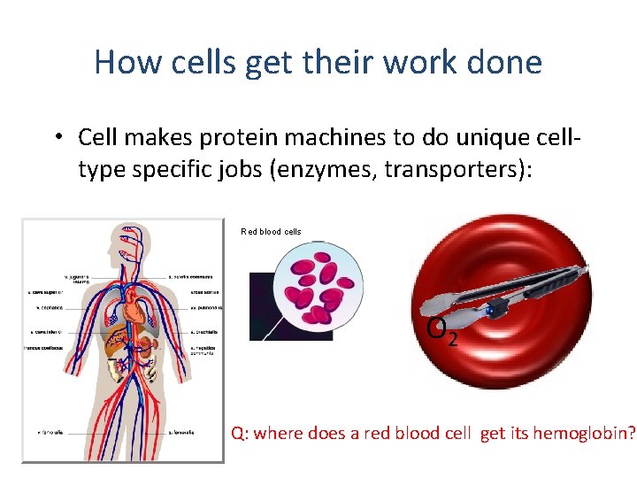 How cells get their work done • Cell makes protein machines to do unique