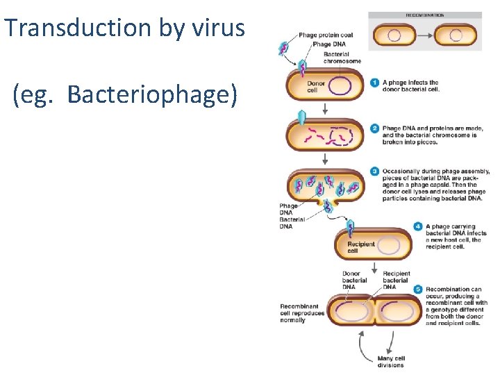 Transduction by virus (eg. Bacteriophage) Figure 8. 28 