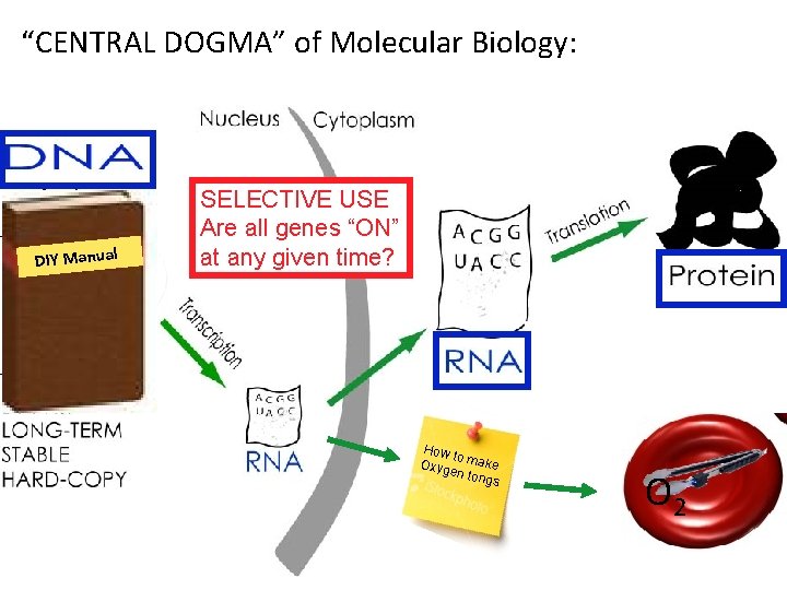 “CENTRAL DOGMA” of Molecular Biology: DIY Manual SELECTIVE USE Are all genes “ON” at