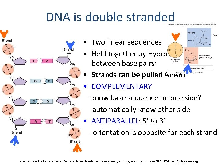 DNA is double stranded • Two linear sequences • Held together by Hydrogen bonds