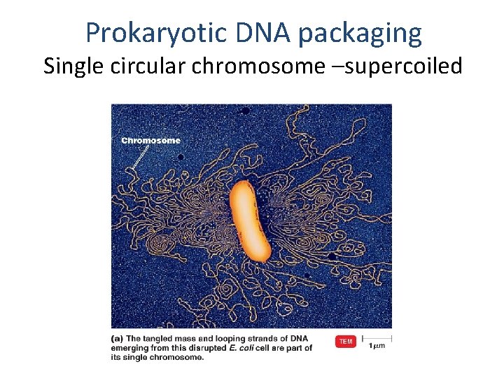Prokaryotic DNA packaging Single circular chromosome –supercoiled 