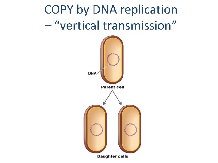 COPY by DNA replication – “vertical transmission” 