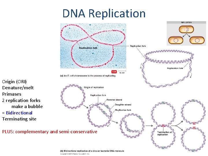 DNA Replication Origin (ORI) Denature/melt Primases 2 replication forks make a bubble = Bidirectional