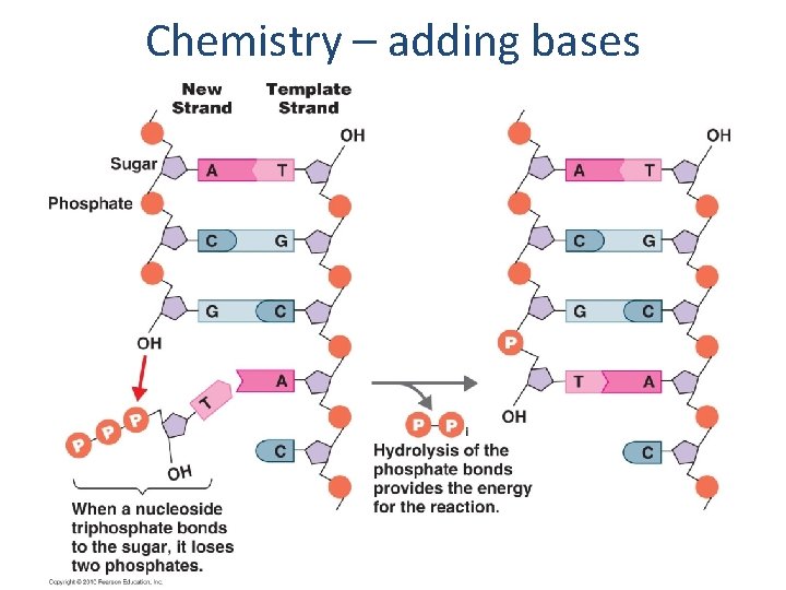 Chemistry – adding bases 