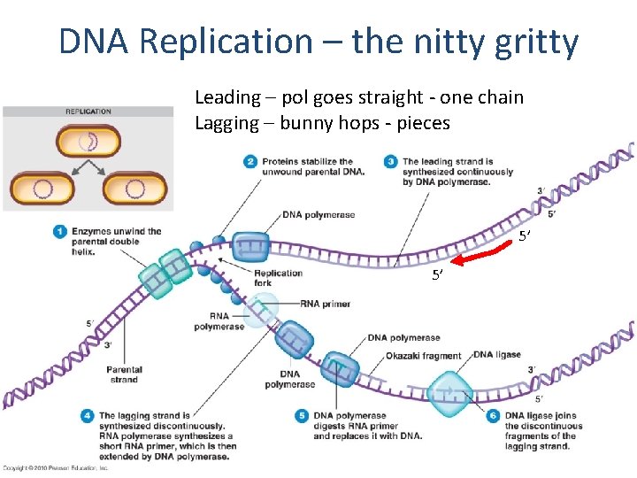 DNA Replication – the nitty gritty Leading – pol goes straight - one chain