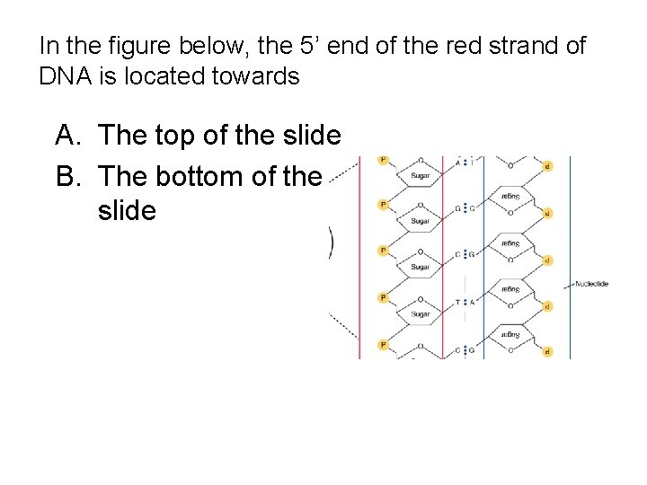 In the figure below, the 5’ end of the red strand of DNA is