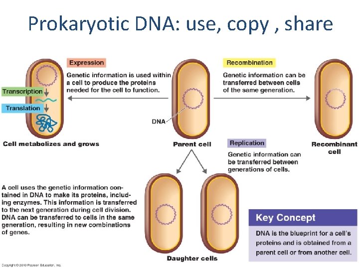 Prokaryotic DNA: use, copy , share 