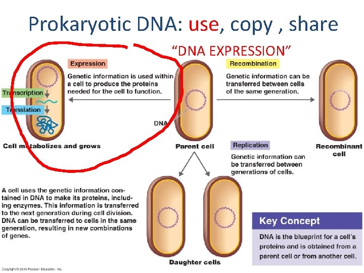 Prokaryotic DNA: use, copy , share “DNA EXPRESSION” 