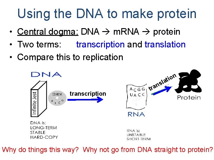 Using the DNA to make protein • Central dogma: DNA m. RNA protein •