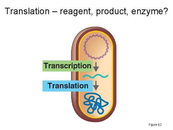 Translation – reagent, product, enzyme? Figure 8. 2 