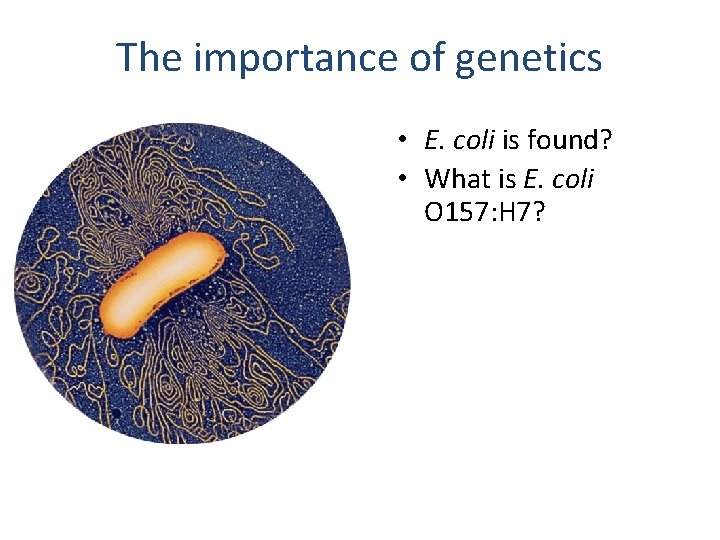 The importance of genetics • E. coli is found? • What is E. coli