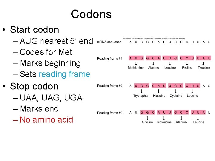 Codons • Start codon – AUG nearest 5’ end – Codes for Met –